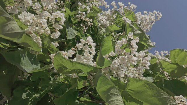 View from below of flowers on blooming Northern catalpa (Catalpa speciosa) sway in breeze on sunny day 