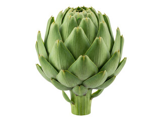 Fototapeta premium Fresh green artichoke isolated background, a healthy and delicious vegetable