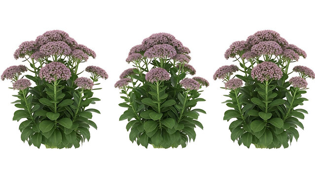 sedum plant with purple flowers and green leaves an isolated botanical asset for garden design landscaping and digital content.