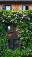 Rustic wooden house facade with black shutters is beautifully overgrown with lush green climbing ivy and delicate purple flowers, creating a charming and picturesque scene