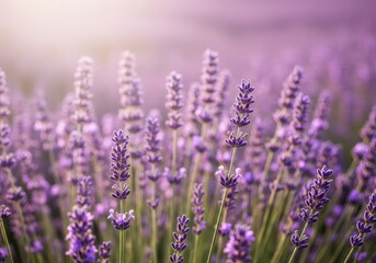 Obraz premium A field of blooming purple lavender under bright sunlight, conveying summer tranquility and natural beauty, lavender, rows, agriculture