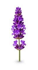 Obraz premium A single vibrant purple lavender sprig stands upright against a plain white background, emphasizing botanical detail and calm, organic, garden, cosmetic