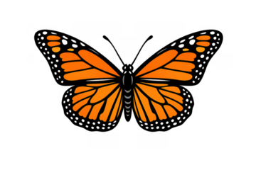 Monarch butterfly vector drawing wings spread, illustration symbolizing nature, freedom, and transformation on a transparent background