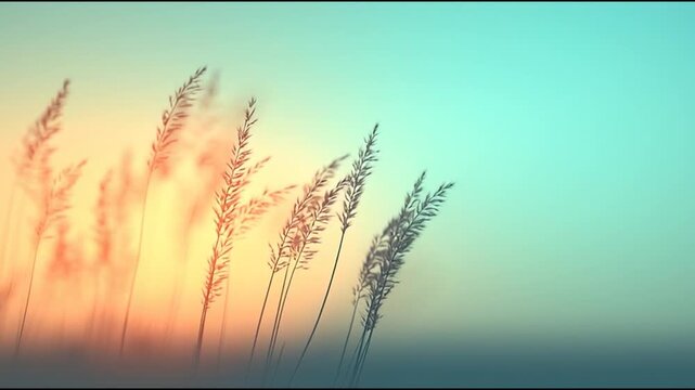 wheat field in sunset