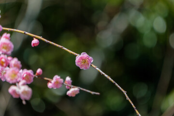 緑の背景に凛と咲く一輪の梅の花と春の訪れを告げる枝