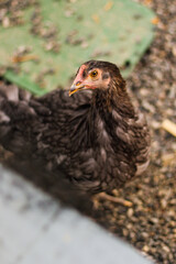 free range gray chicken on the farm