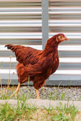 red chicken with silver chrome background behind grass and flowers © A. Schatz