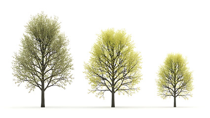 isolated trees with fresh light green leaves on a white background useful for architectural rendering and detailed landscape design elements.