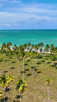 Northeastern Brazil Skyline At Sao Miguel Dos Milagres In Alagoas Brazil. Nature Landscape. Agriculture Scenery. Travel Destination. Northeastern Brazil Skyline In Alagoas Brazil. 