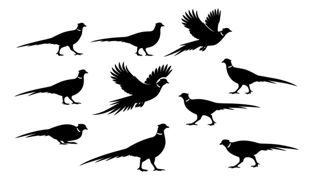 Black silhouette pheasant set featuring birds in various flying and standing poses for wildlife and hunting designs