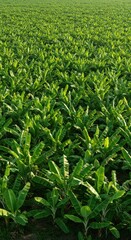Fototapeta premium Vast rows of verdant banana plants under the warm sun, showing the intense tropical agriculture and healthy fruit growth, texture, harvest, botany