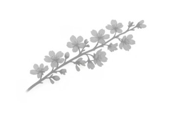 Sakura branch with delicate cherry blossoms, vector art illustration in monochrome, blooming flowers on transparent background