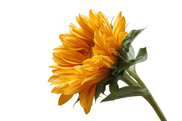 Fototapeta premium Close-Up of Vibrant Sunflower Bloom