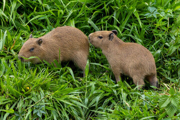 Capybaras 