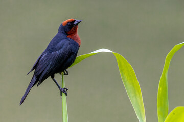 Chestnut-capped blackbird 
