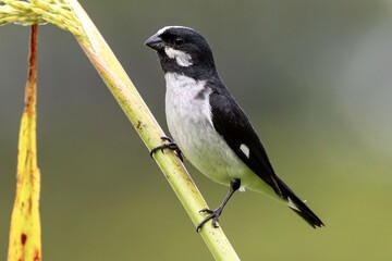 Lined seedeater 