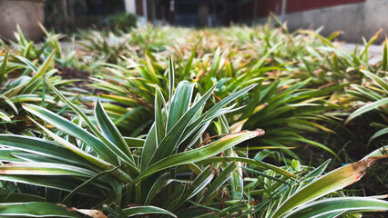 Fototapeta premium Close-up of a beautiful spider plants chlorophytum comosum
