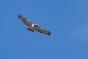 Fototapeta premium Red-tailed hawk in flight against a blue sky.