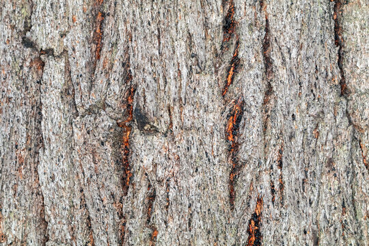 Natural Wood Background with Deeply Furrowed Tree Bark Surface