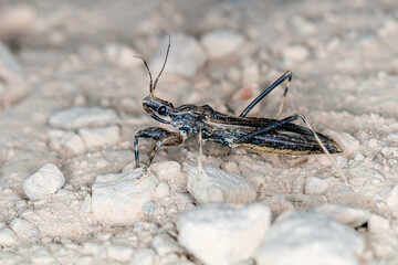 Predatory Ground Insect with Long Legs