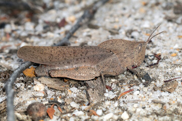 Camouflaged Grasshopper on Sandy Ground