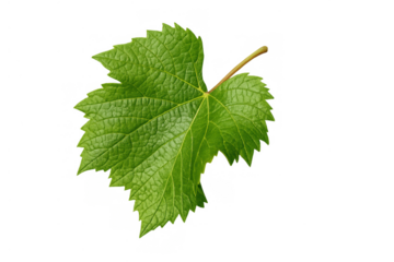 Fresh green grape leaf showing vibrant foliage and natural texture, perfect for viticulture and organic farming themes with transparent background