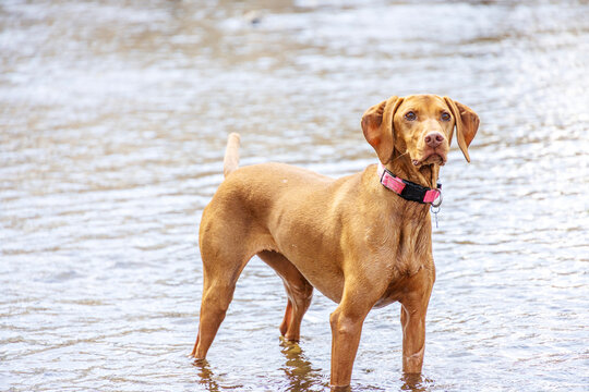 dog standing in a river