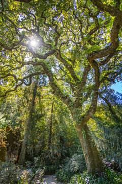 green forest in the morning