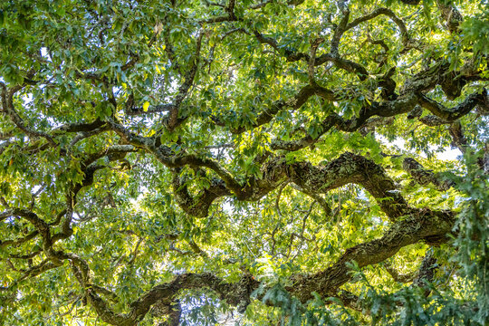 green tree leaves
