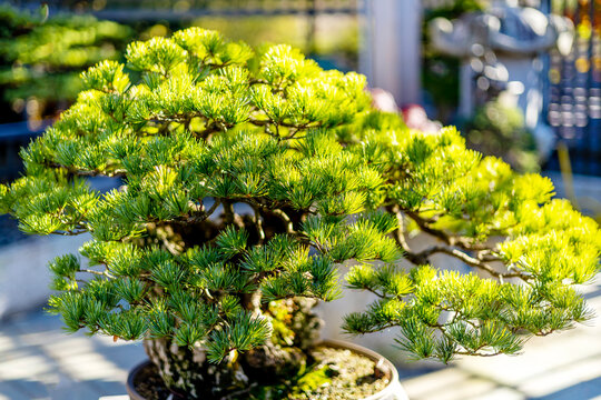 Bonsai tree in a Japanese garden
