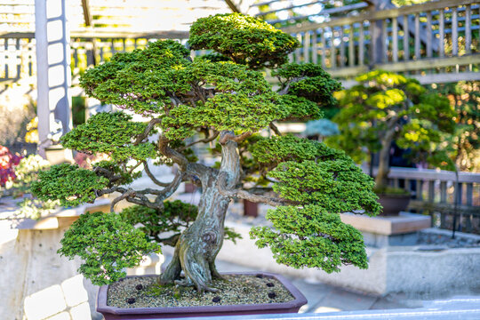 Bonsai tree in a Japanese garden