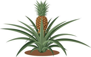 Obraz premium Vector illustration of an organic pineapple growing on a plant with long green pointed leaves isolated on white background.