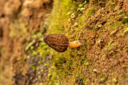 Morel mushroom growing on a moss cover, vertical, clay bank, New Zealand. 