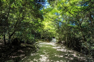 Obraz premium Lone Red Maple Leaf in Sun-Dappled Green Foliage