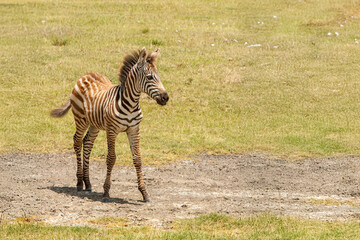 Fototapeta premium Baby Zebra at Kenya Nakuru, Kenya