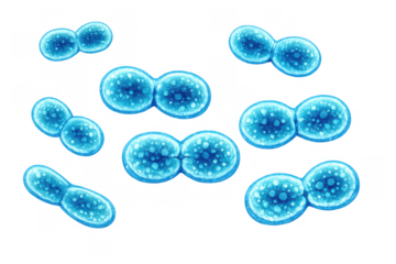 Blue cocci bacteria cells multiplying, showing microscopic organism division and infection pathology on transparent background