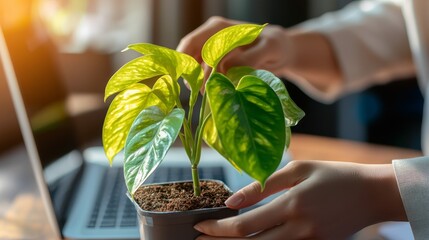 Cultivating greenery individual nurturing lush plant near modern laptop for wellness and productivity.