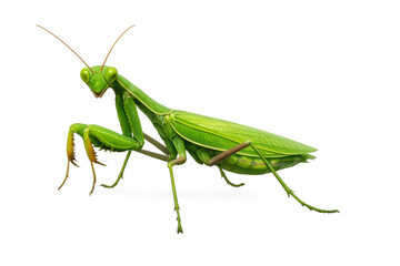 Obraz premium Praying mantis closeup, a green insect predator with unique front legs and antennae, isolated on transparent background