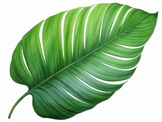 Lush tropical green leaf botanical illustration with detailed veins and natural texture, isolated on a white background, ideal for nature, jungle, and eco-themed designs.