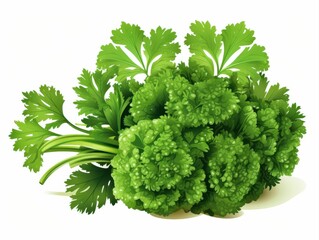 Detailed botanical illustration of fresh curly parsley bunch with vibrant green leaves, isolated on white, representing culinary herbs, organic food, and healthy cooking.