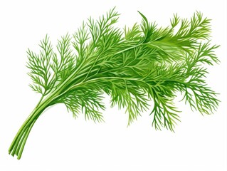 Detailed botanical illustration of fresh dill leaves with fine feathery texture, isolated on white, representing culinary herbs, freshness, and natural cooking ingredients.