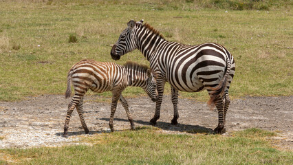 Fototapeta premium Zebra, mother and foal at Lake Kenya Nakuru, Kenya