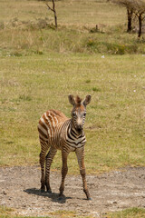 Fototapeta premium Zebra foal on the grass plains near Lake Nakuru, Kenya