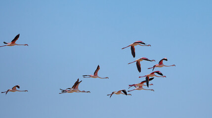 flamingos in flight