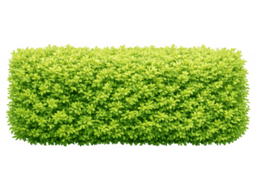Green hedge in garden landscaping, lush foliage creating natural background, fresh bush with trimmed leaves, transparent background