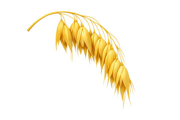 Fototapeta premium Golden oat ear with grains, a natural healthy cereal plant for agriculture and harvest on transparent background