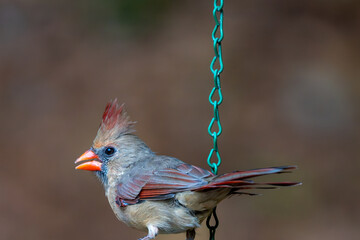Northern Cardinal female on a feeder