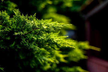 The photo shows a coniferous evergreen tree with green foliage in the background in a city park with a beautiful landscape in summer.
