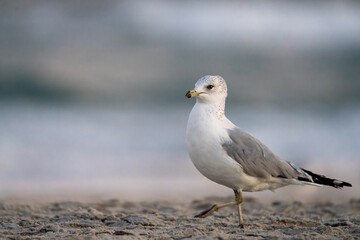 seagull on the beach