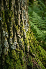 Obraz premium Close-up of a tree trunk covered in vibrant green moss and textured lichen in a serene forest, highlighting natural patterns and organic growth.